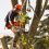 Why Tree Trimming is So High in Demand in Oahu